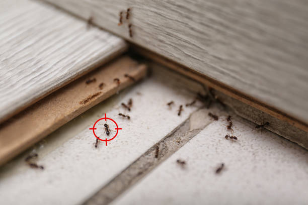 Best Local Pest Control Services  in Byron, CA