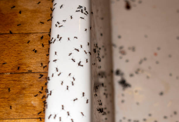 Best Wildlife Control Services  in Byron, CA