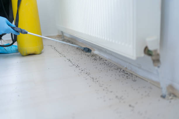 Best Flea Control Services  in Byron, CA